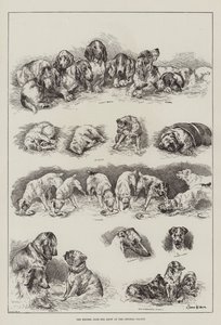 Esposizione canina del Kennel Club al Crystal Palace